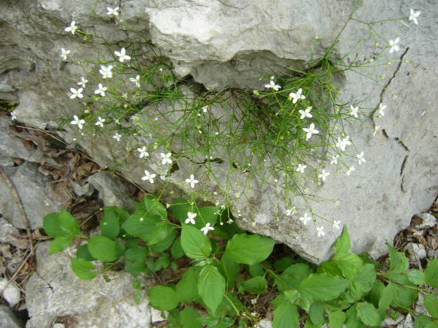 Moehringia muscosa / Erba paglina